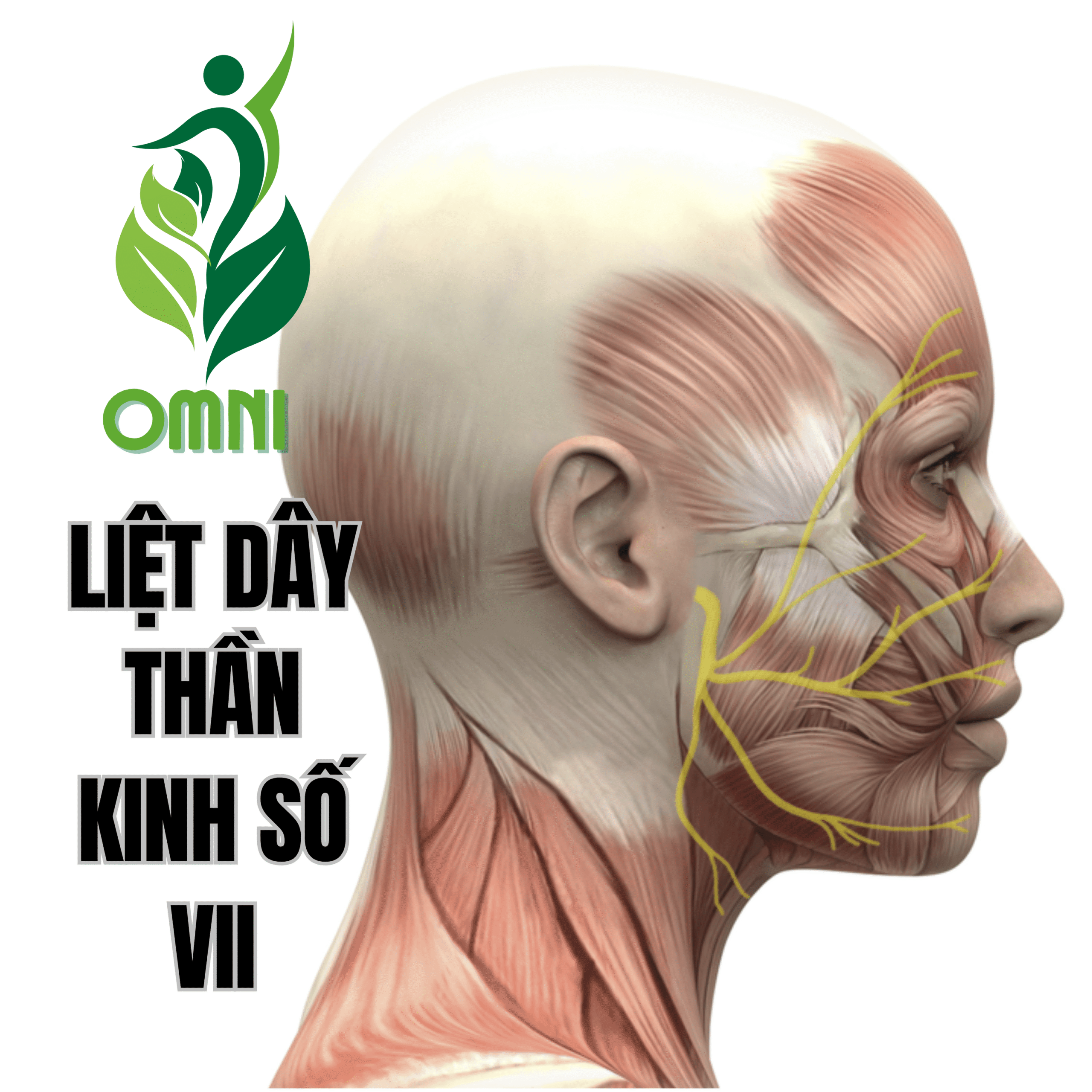 Trị liệu liệt cơ mặt (dây thần kinh số VII)